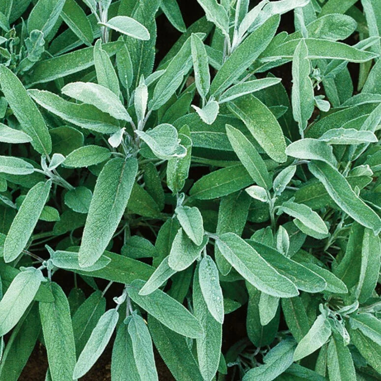 Fresh Sage Herb Seeds - 5 Pack - Salvia officinalis - Free USA Shipping