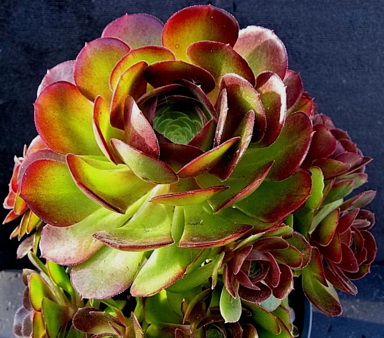 Rare Aeonium Durango Succulent Cuttings - 2 Pieces - Unique Foliage, Perfect for Plant Lovers