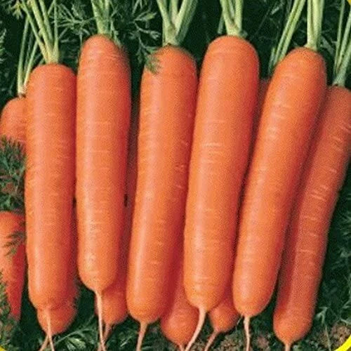 Scarlet Nantes Carrot Seeds | Heirloom Non-GMO Vegetable Seeds | Daucus carota