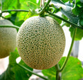 Cantaloupe Seeds (100+ Seeds) - Hale Variety - USA Grown, Ships from Iowa - Ideal for Home Garden