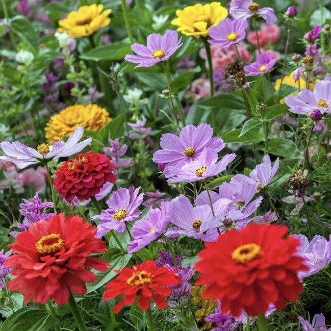 Zinnia & Cosmos Flower Seed Mix - 25 Seeds - Cosmic Zen Blend - Attracts Hummingbirds - USA Seller