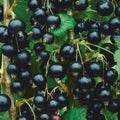 Consort Black Currant Starter Plant, Edible Shrub, Rooted, Cold-Hardy, Self-Pollinating, Ribes nigrum, Zones 4-8