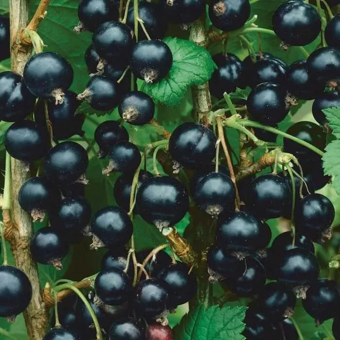 Consort Black Currant Starter Plant, Edible Shrub, Rooted, Cold-Hardy, Self-Pollinating, Ribes nigrum, Zones 4-8