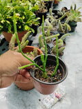Sarcostemma Resiliens Plant in 4 Inch Pot | Resilient Green Climbing Vine | Rare Indoor Houseplant