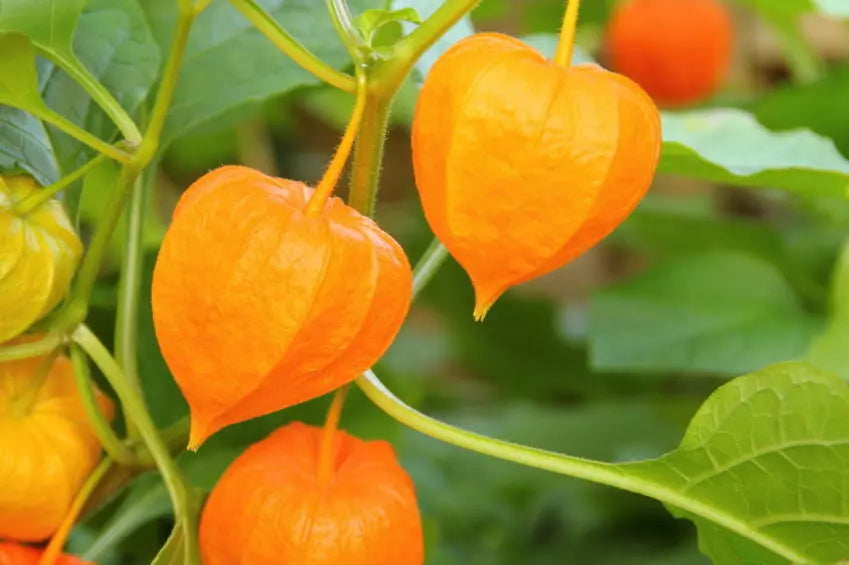 Ground Cherry Seeds, 50 NON-GMO Seeds, Cape Gooseberry, Chinese Lantern, Physalis peruviana
