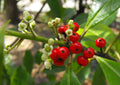 Live Yerba Mate Plant Starter - 5" Tall Rooted Herbal Tree - Ilex paraguariensis - Rare Indoor Plant