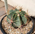 Ferocactus Recurvus Var Greenwoodii Live Plant | Rare Barrel Cactus | Unique Succulent for Home and Garden Decor