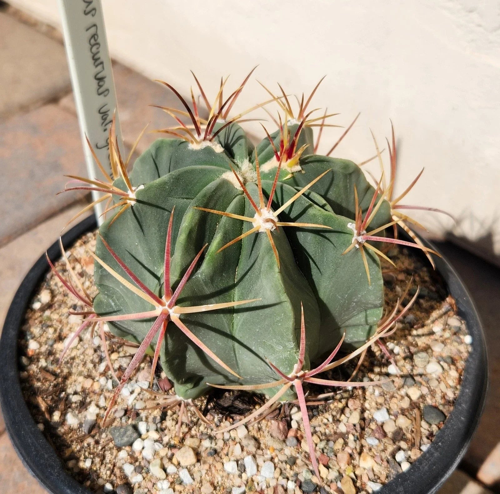 Ferocactus Recurvus Var Greenwoodii Live Plant | Rare Barrel Cactus | Unique Succulent for Home and Garden Decor