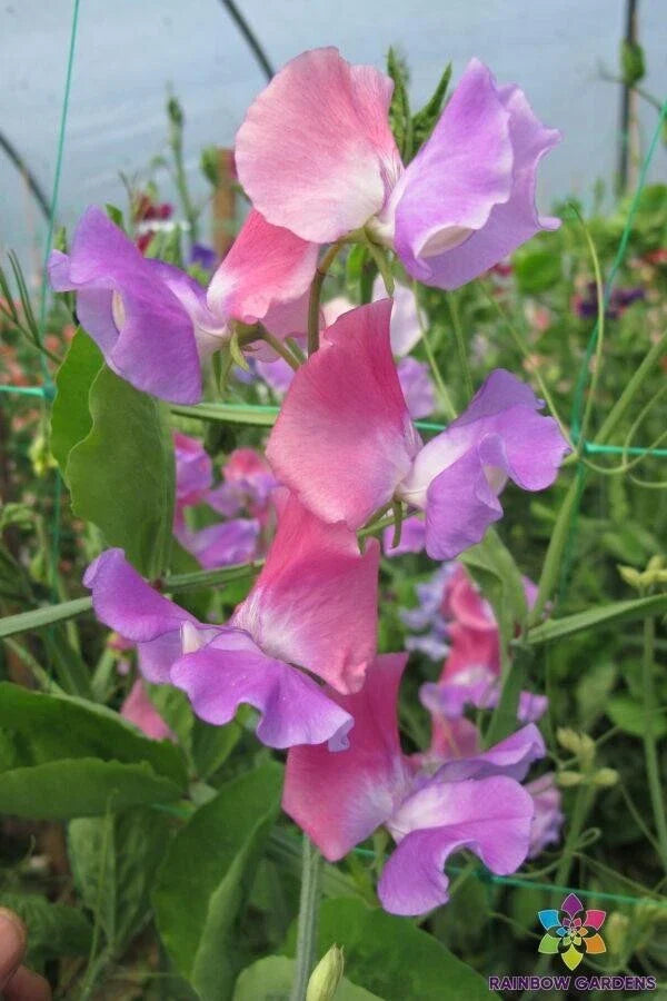 Ella Mountbatten Sweet Pea 50 Seeds - Heirloom Variety - Lathyrus odoratus - USA Grown, Free Shipping