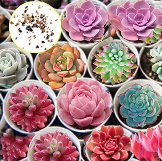 Hens and Chicks Cactus Succulent Seeds - 30 Pack - Easy to Grow - Sempervivum spp.
