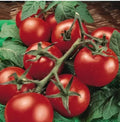 Heirloom MoneyMaker Tomato Seeds - Organic Non-GMO - 10+ Pack - Solanum lycopersicum