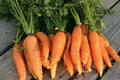 Danvers Half Long Carrot Seeds - Organic Heirloom Vegetable, Non-GMO - 100 Count