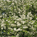 Hackberry Tree Live Bare Root 16+ Inches Celtis occidentalis Tough Durable Wildlife-Friendly Plant Zone 3-9