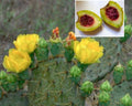 Xoconostle Cactus 20 Seeds - Sour Prickly Pear Nopal - Opuntia matudae - Organic USA