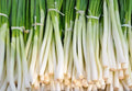 Nebuka Onion Seeds 200+ Count - Evergreen Bunching Japanese Vegetable Seeds - Allium fistulosum - USA Free Shipping