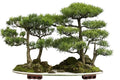 Bonsai Tree Seeds - 30 Seeds - Western Red Cedar - Thuja plicata
