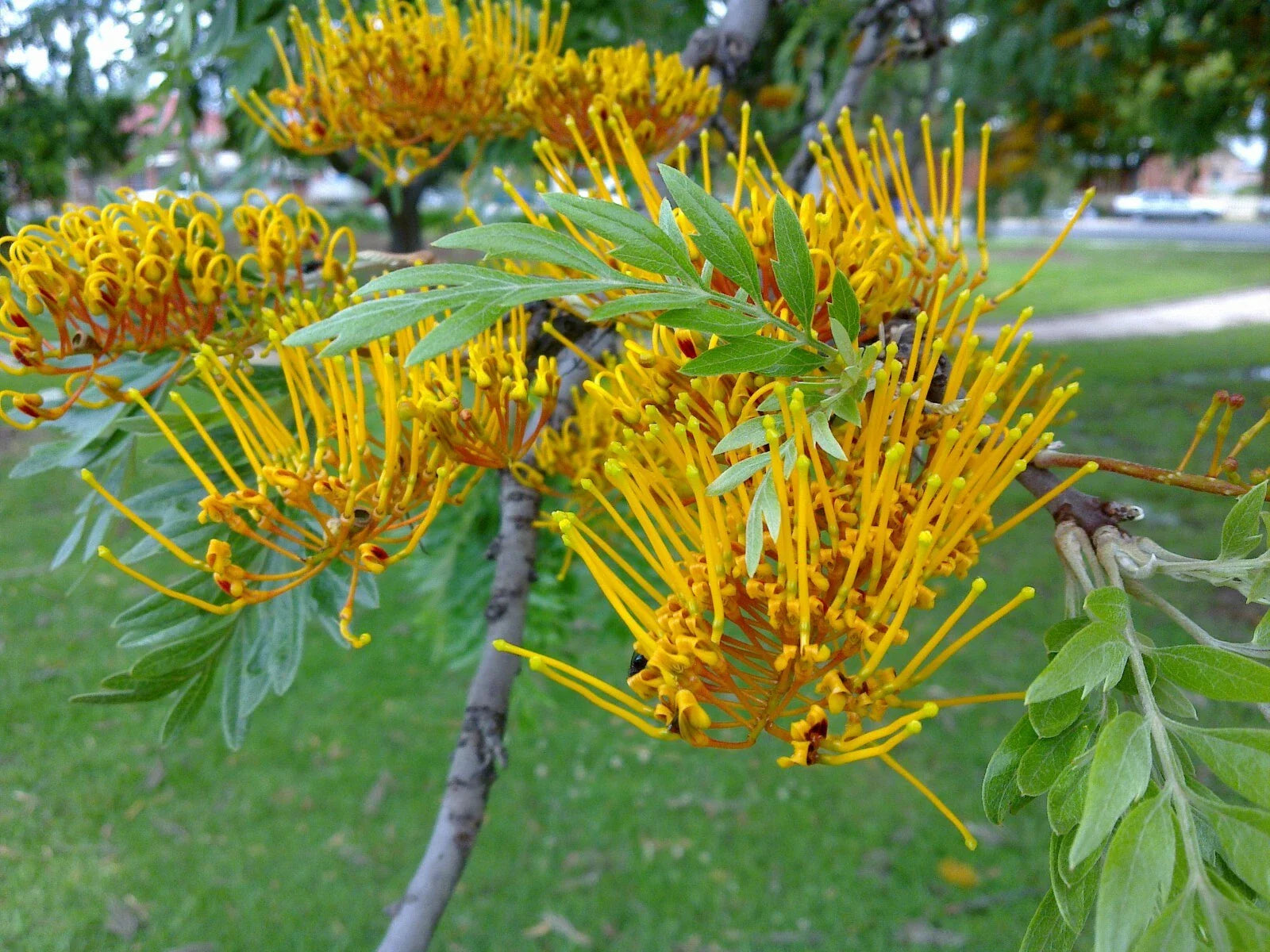 Silky Oak Seeds - 20 Pack - Grevillea robusta - Tropical Tree Seeds for Gardening and Landscaping