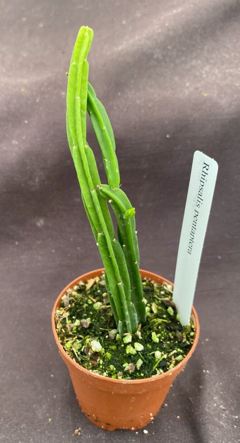 Rhipsalis Pentaptera Plant 2" Pot Rooted Live Houseplant Cactus
