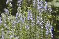 Great Blue Lobelia Seeds - Native Wildflower for Shade Gardens - Ideal for Poor Soils - Lobelia siphilitica