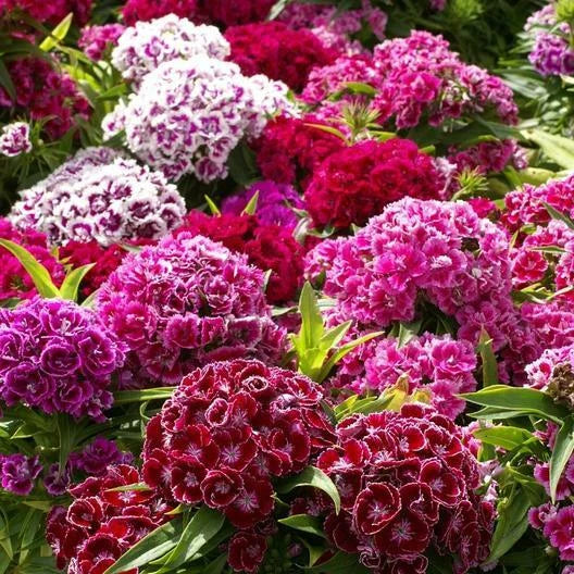 Sweet William Seeds - Herald of Spring Mix - Non-GMO - 200 Seeds - Dianthus spp. - Partial Shade OK