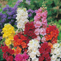 Double Mix Snapdragon Seeds - 200 Perennial Flower Seeds - Antirrhinum majus - US Seller
