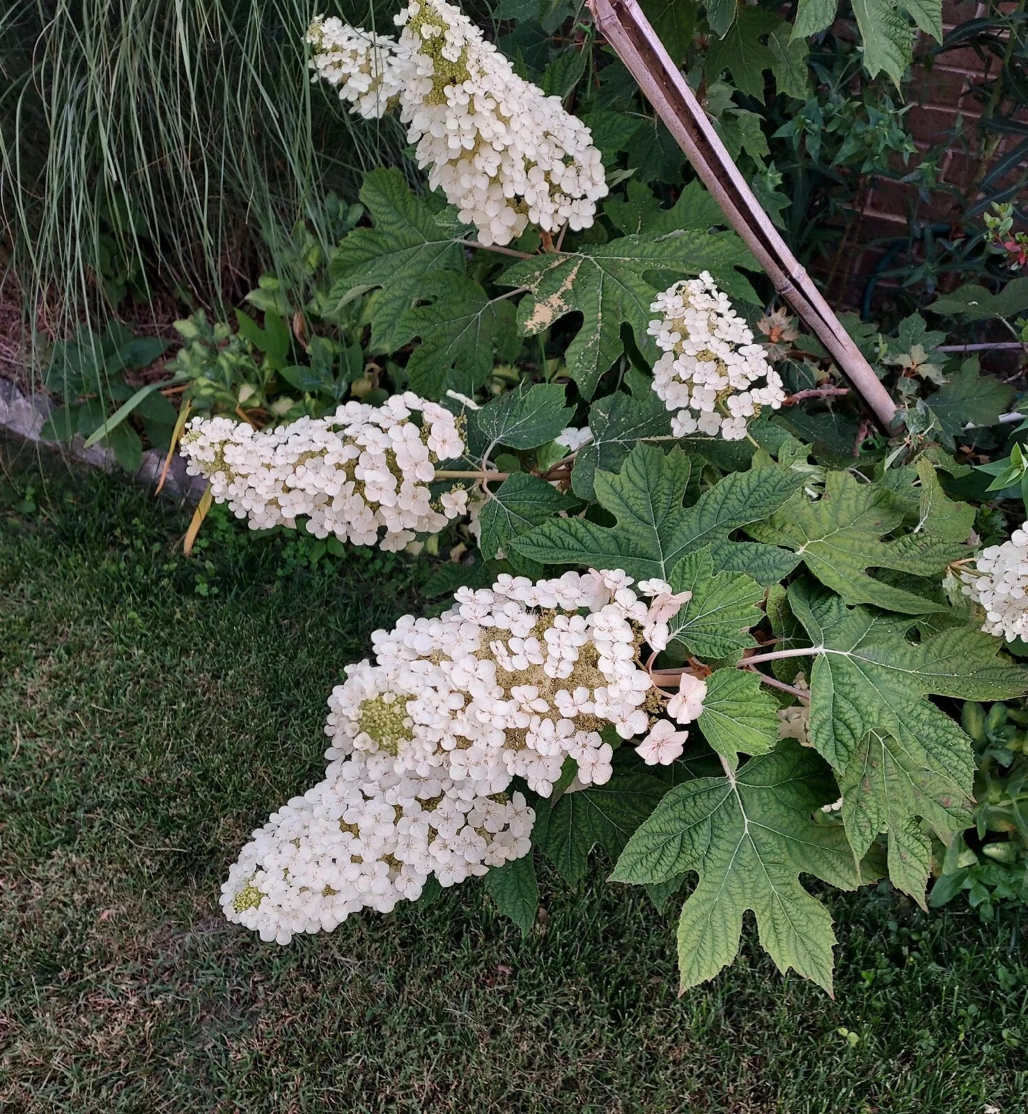 Live Oakleaf Hydrangea Cuttings - Single Stem 5-14" - Hydrangea quercifolia - Traditional Variety
