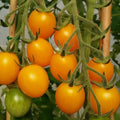 Gold Nugget Cherry Tomato Seeds - 10+ Organic Heirloom Non-GMO - Supersweet Variety