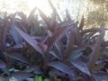 Live Purple Heart Plant Cuttings, 12 Pcs, Tradescantia pallida, Vibrant Purple Foliage, Indoor/Outdoor Garden Decor