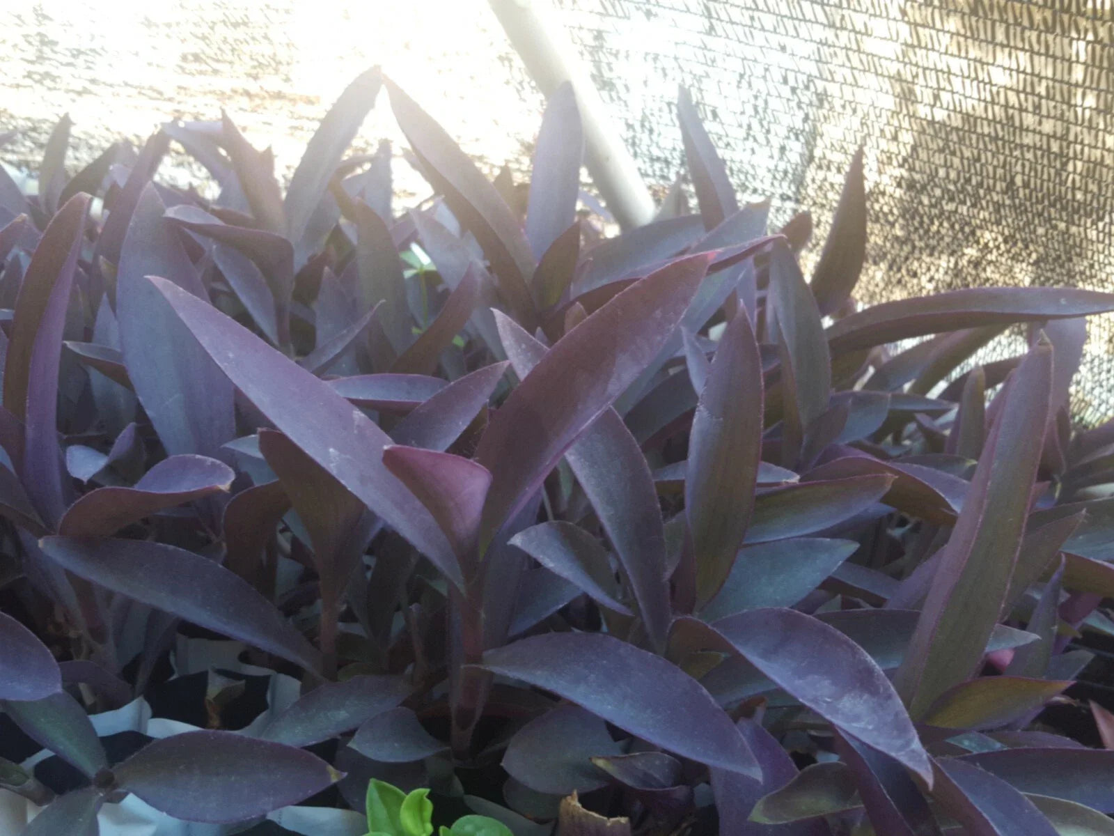Live Purple Heart Plant Cuttings, 12 Pcs, Tradescantia pallida, Vibrant Purple Foliage, Indoor/Outdoor Garden Decor