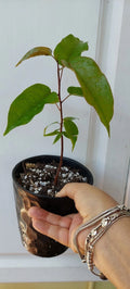 Gumbo Limbo Seedlings - 8" Live Bursera Simaruba Trees - Tropical Native Plant for Landscaping and Gardens