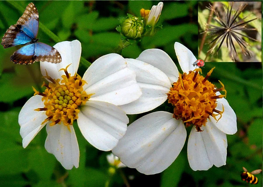 Spanish Needle Seeds - 50+ Pack - Biden alba - Beggar's Tick, Blur Marigold, Black Jack