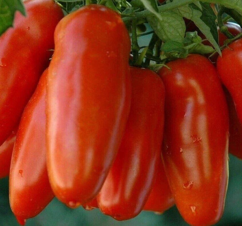 San Marzano Tomato Seeds - 100+ Count - Heirloom Variety - Ideal for Sauce & Salad - Solanum lycopersicum