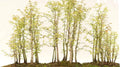 Redwood Bonsai Tree Seeds - 25 Seeds - Sequoia Sempervirens - Ships from USA