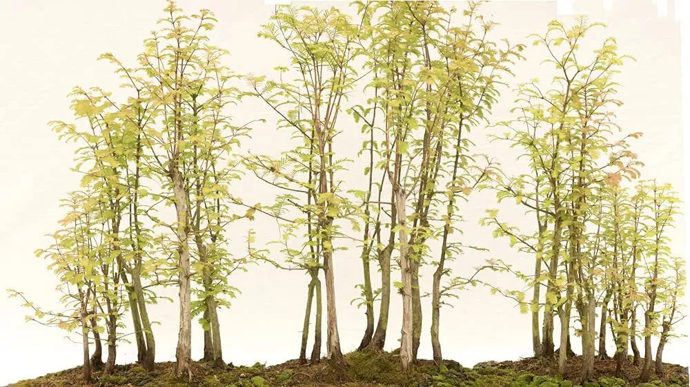 Redwood Bonsai Tree Seeds - 25 Seeds - Sequoia Sempervirens - Ships from USA