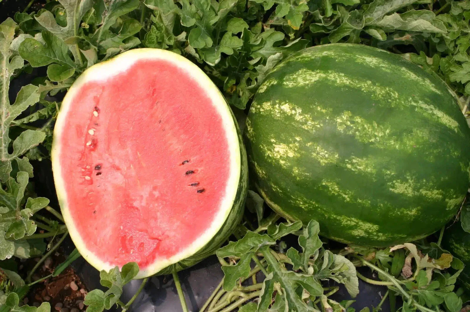 Top Gun Watermelon Seeds - 50+ Count - Ideal for Garden Planting - Citrullus lanatus - USA - Free Shipping