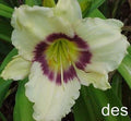 Daylily Plants - 3 Pack - Pandora's Box - Ivory with Purple Eye - Hemerocallis