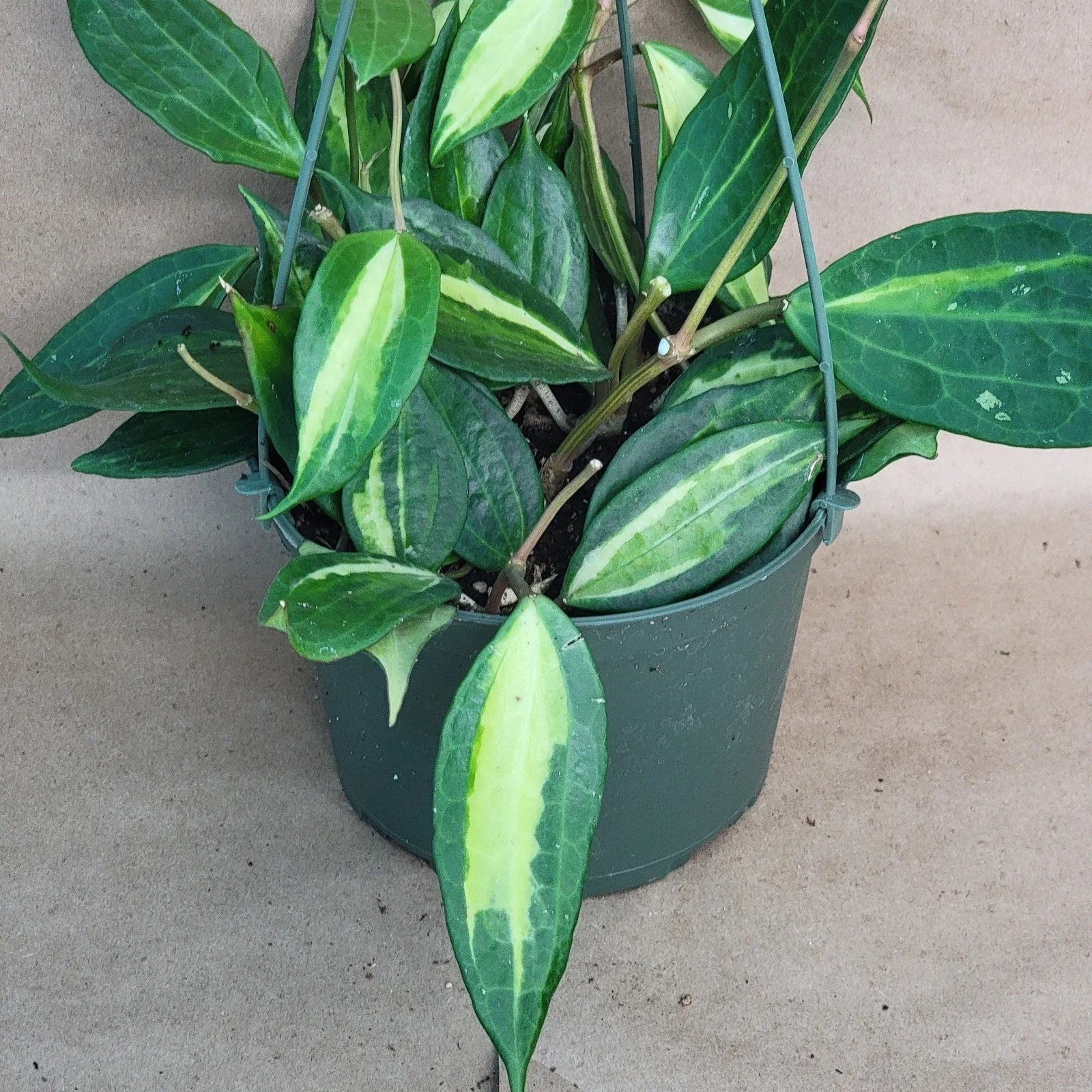 Hoya Macrophylla 'Reverse Pot of Gold' - Rare Variegated 4” Live Plant - Easy Care Houseplant