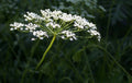 Anise Herb Seeds - Non-GMO Heirloom - Licorice Flavor - Multiple Sizes Available - Pimpinella anisum
