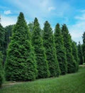Green Giant Arborvitae Trees - 3 Pack Starter - Thuja Plicata - Evergreen Landscape Plants
