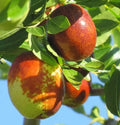 Sugar Cane Jujube Fruit Live Tree 4-5 Feet Bare Root - Ziziphus jujuba