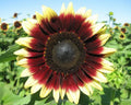 Sunflower Seed - Pro Cut Red Lemon - Fresh Seeds - Helianthus annuus