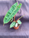 Philodendron Billietiae Rooted Plant in 3" Pot | Tropical Indoor Houseplant | Unique Foliage Variety