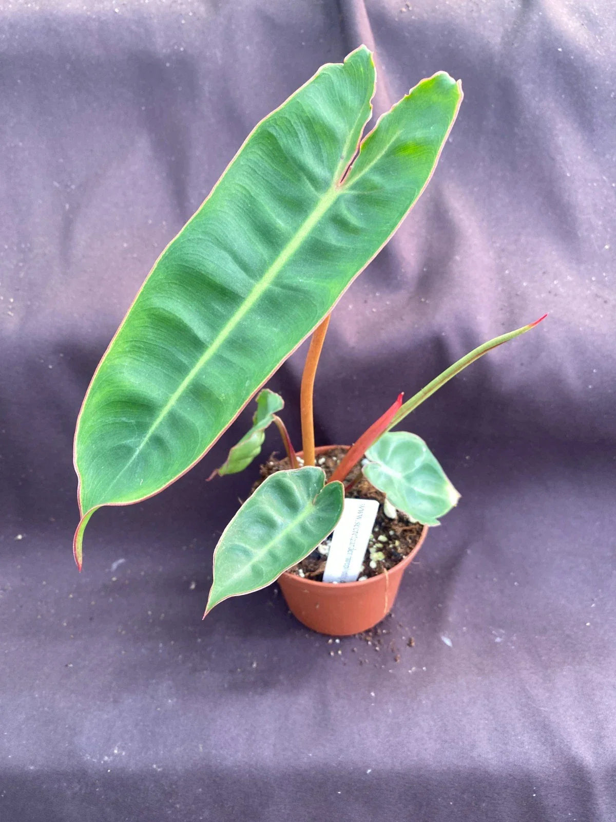 Philodendron Billietiae Rooted Plant in 3" Pot | Tropical Indoor Houseplant | Unique Foliage Variety