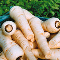 Parsnip Seeds - Harris Model - Fresh Seed - High-Quality Vegetable Seeds - Pastinaca sativa