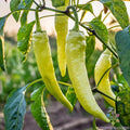 Sweet Banana Pepper Seeds - 25+ Count - Ideal for Garden Planting - Capsicum annuum - USA Grown, Free Shipping