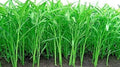 Ong Choy Seeds - 250 Count - Water Spinach - Ipomoea aquatica - Grows Healthy - Ships from Iowa
