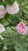 Rosa 'Duchesse de Montebello' Cuttings - 6-8” Long, Very Fragrant Rose Plant Cuttings for Gardening