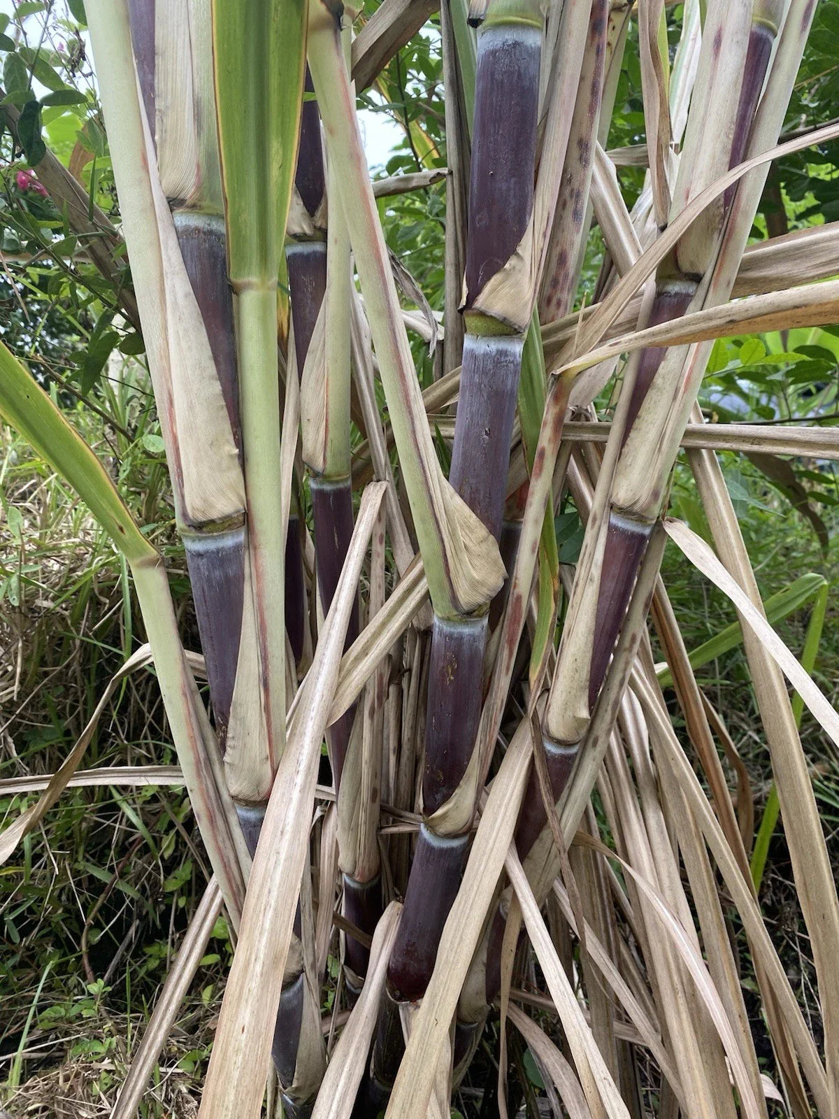 Sugar Cane Cuttings - 3 Large Organically Grown Cuttings - Sweet Variety - SW Florida