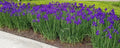 Siberian Iris Plant - Bright Purple - Large Clump 25+ Live Plants - Iris sibirica