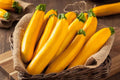 Goldy Squash Seeds - 10 Pack - Golden Zucchini Variety - Cucurbita pepo